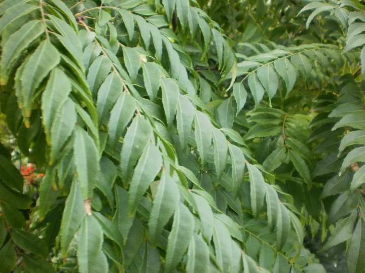 curry leaf plant  Murraya koenigii.jpg - Murraya koenigii: Curry Leaf plant